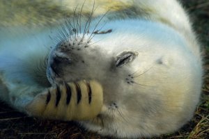Sleepy_seal_pup_by_Shadow_and_Flame_86